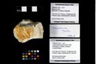 Foto (Objekt + Etikett) von Longodromites angustus (Reuss 1858)  (NHMW-GEO-1990-0041-3146)